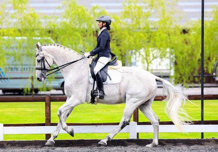 Dressage Amateur Dream Horse - Westphalian Horse For Sale